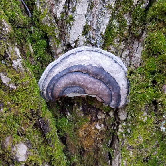 Maple Leaf - Hand Drawn On Bracket Fungus - Picture 2 of 3